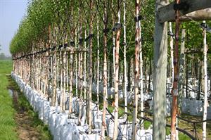 Barcham Trees